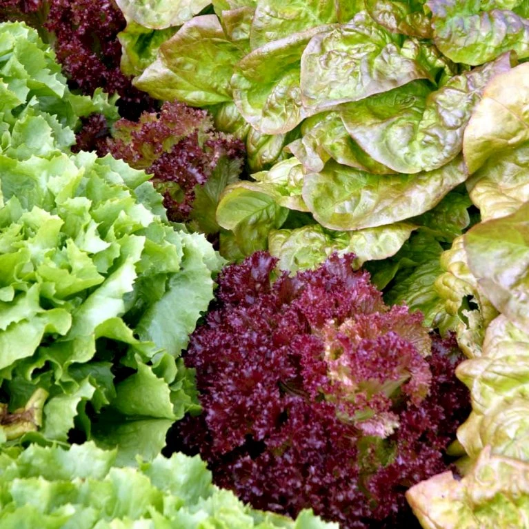 Salat 'Nuance' Øko Cichorium Endivia 'Nuance' Frøpose, Antal Pr. Pakke, Ca. 70 Stk. 2 Salat 'Nuance' Øko Cichorium Endivia 'Nuance' Frøpose, Antal Pr. Pakke, Ca. 70 Stk. - Billede 2