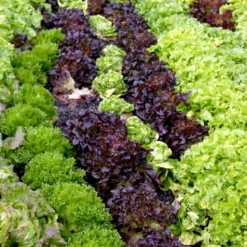 Salat 'Nuance' Øko Cichorium Endivia 'Nuance' Frøpose, Antal Pr. Pakke, Ca. 70 Stk. 5 Salat 'Nuance' Øko Cichorium Endivia 'Nuance' Frøpose, Antal Pr. Pakke, Ca. 70 Stk. -Osmome Butik p34134 54652 cichorium endivia nuance a7a5