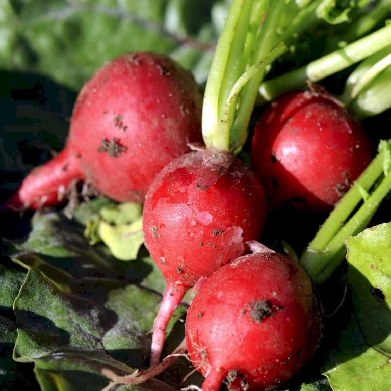 Radise 'Saxa 2' Øko Raphanus Sativus 'Saxa 2' Frøpose, Antal Pr. Pakke, Ca. 200 Stk. 2 Radise 'Saxa 2' Øko Raphanus Sativus 'Saxa 2' Frøpose, Antal Pr. Pakke, Ca. 200 Stk. - Billede 2