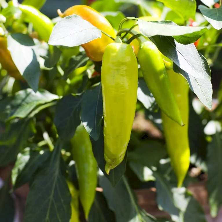Sød Peber 'Zazu' Øko Capsicum Annuum 'Zazu' Frøpose, Antal Pr. Pakke, Ca. 3 Stk. 2 Sød Peber 'Zazu' Øko Capsicum Annuum 'Zazu' Frøpose, Antal Pr. Pakke, Ca. 3 Stk. - Billede 2