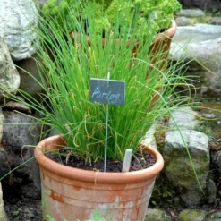 Purløg 'Staro' Øko Allium Schoenoprasum 'Staro' Frøpose, Antal Pr. Pakke, Ca. 12 Stk. -Osmome Butik p34144 54570 allium schoenoprasum staro d087