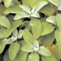 Lægesalvie Øko Salvia Officinalis L. Frøpose, Antal Pr. Pakke, Ca. 14 Stk. -Osmome Butik p34150 54663 salvia officinalis l 9072