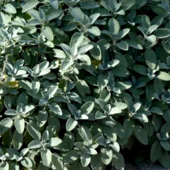 Lægesalvie Øko Salvia Officinalis L. Frøpose, Antal Pr. Pakke, Ca. 14 Stk. -Osmome Butik p34150 54664 salvia officinalis l 1941