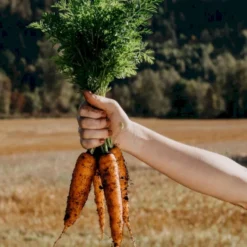 Sommergulerod 'Berlicum 2' Øko Daucus Carota L 'Berlicum 2' Frøpose, Antal Pr. Pakke, Ca. 250 Stk. -Osmome Butik p34153 54623 daucus carota l berlicum 2 668e
