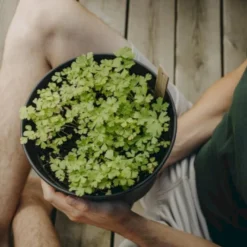 Persille 'Gigante D'Italia' Øko Petroselinum Crispum 'Gigante D'Italia' Frøpose, Antal Pr. Pakke, Ca. 80 Stk. -Osmome Butik p34154 54638 petroselinum crispum gigante d italia 9872