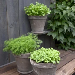 Persille 'Gigante D'Italia' Øko Petroselinum Crispum 'Gigante D'Italia' Frøpose, Antal Pr. Pakke, Ca. 80 Stk. -Osmome Butik p34154 54639 petroselinum crispum gigante d italia 81b2