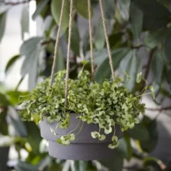 Kløver 'Leonore' Trifolium Repens 'Leonore' 11 Cm. Potte