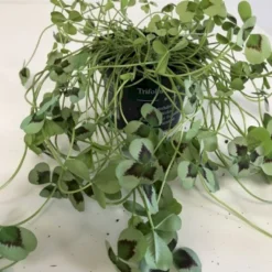 Kløver 'Leonore' Trifolium Repens 'Leonore' 11 Cm. Potte -Osmome Butik p34405 47661 trifolium repens leonore 2db2