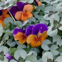 Kløver 'Leonore' Trifolium Repens 'Leonore' 11 Cm. Potte -Osmome Butik p34405 47662 trifolium repens leonore 88a2