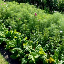 Bladbede 'White Silver 3' Øko Beta Vulgaris 'White Silver 3' -Osmome Butik p34606 54611 beta vulgaris white silver 3 3d8b