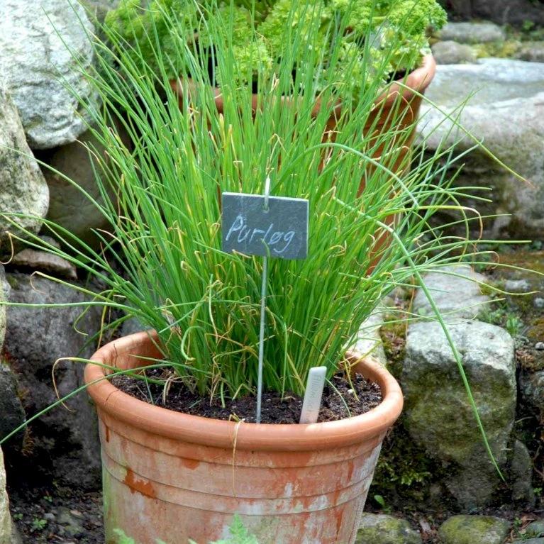 Purløg 'Staro' Øko Allium Schoenoprasum 'Staro' 2 Purløg 'Staro' Øko Allium Schoenoprasum 'Staro' - Billede 2