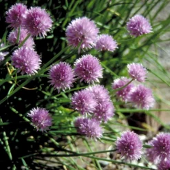 Purløg 'Staro' Øko Allium Schoenoprasum 'Staro' 5 Purløg 'Staro' Øko Allium Schoenoprasum 'Staro' -Osmome Butik p34609 54568 allium schoenoprasum staro 3028