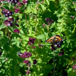 Vild Merian Øko Origanum Vulgare L. -Osmome Butik p34610 54625 origanum vulgare l fd63