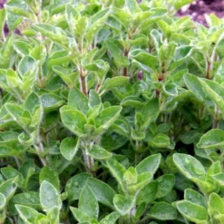 Vild Merian Øko Origanum Vulgare L. -Osmome Butik p34610 54626 origanum vulgare l b2e6