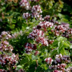 Vild Merian Øko Origanum Vulgare L. -Osmome Butik p34610 54627 origanum vulgare l 84f7