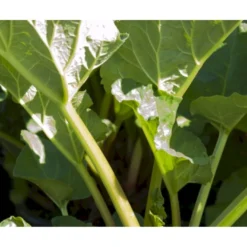 Rabarber 'Goliath' Rheum 'Goliath' (haverabarber) 3,5 Liter Potte