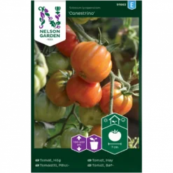 Bøftomat 'Canestrino' Solanum Lycopersicum 'Canestrino'