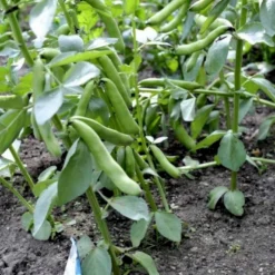 Valskbønne 'Express' Øko Vicia Faba 'Express' -Osmome Butik p34799 54549 vicia faba express 0e00