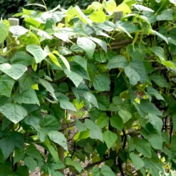 Valskbønne 'Express' Øko Vicia Faba 'Express' -Osmome Butik p34799 54550 vicia faba express 3b8b