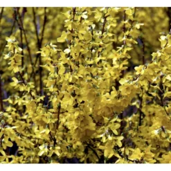 Forsythia 'Minigold' Forsythia Intermedia 'Minigold' Potte 2,0 Liter,- 40-60 Cm. -Osmome Butik p34801 36902 forsythia intermedia minigold 05a7