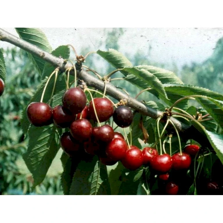 Buskformet Surkirsebær 'Athos' Prunus Fruticosa ‘Athos’ 2-5 Grene, 3-4 års. Potte 10 Liter,- 100-140 Cm. 1 Buskformet Surkirsebær 'Athos' Prunus Fruticosa ‘Athos’ 2-5 Grene, 3-4 års. Potte 10 Liter,- 100-140 Cm.