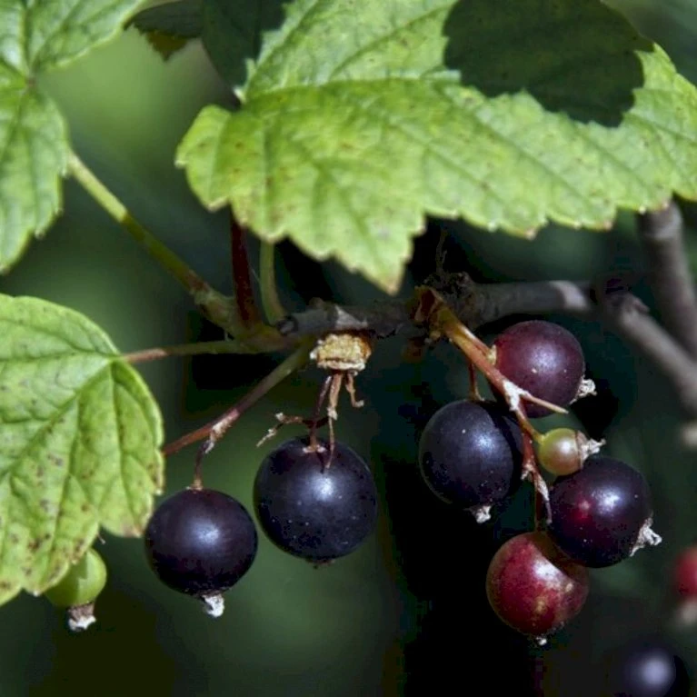 Solbær 'Ben Hope' Ribes Nigrum 'Ben Hope' 3,5 Liter Potte 1 Solbær 'Ben Hope' Ribes Nigrum 'Ben Hope' 3,5 Liter Potte