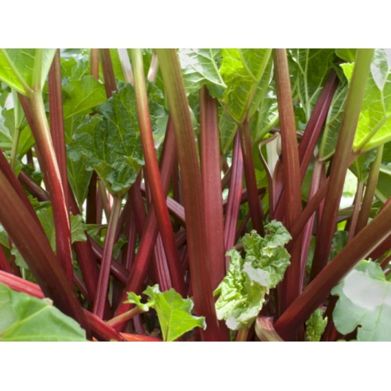 Rabarber 'Frambozen Rood' Rheum 'Frambozen Rood' (jordbærrabarber) 3,5 Liter Potte 1 Rabarber 'Frambozen Rood' Rheum 'Frambozen Rood' (jordbærrabarber) 3,5 Liter Potte