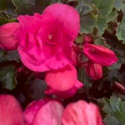 Betulia Begonia 'Candy' Betulia Begonia X Hybrida 'Candy' 12 Cm Potte