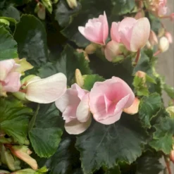 Betulia Begonia 'Light' Betulia Begonia X Hybrida 'Light' 12 Cm Potte