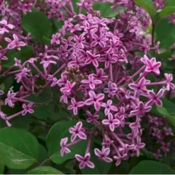 Dværgsyren 'Bloomerang Dark Purple' Syringa Microphylla 'Bloomerang Dark Purple' Opstammet 120 Cm. 7,5 Liter Potte -Osmome Butik p35136 41220 syringa microphylla bloomerang dark purple b3a6