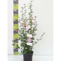 Syrisk Rose Hiciscus Syriacus 'Pink Chiffon' Potte 4,0 Liter,- 50-60 Cm.