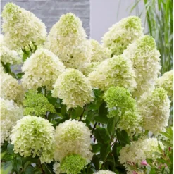 Osmome Butik -Osmome Butik p35307 36513 hydrangea paniculata skyfall c887