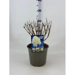 Syrénhortensia 'Skyfall' Hydrangea Paniculata 'Skyfall' Potte 3,0 Liter, 20-30 Cm.