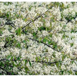 Canadisk Bærmispel Amelanchier Lamarckii Potte 4,0 Liter,- 50-60 Cm. -Osmome Butik p35354 37494 amelanchier lamarckii b7f8