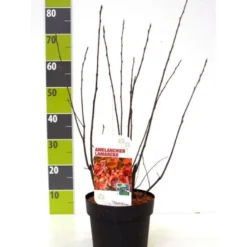 Canadisk Bærmispel Amelanchier Lamarckii Potte 4,0 Liter,- 50-60 Cm.