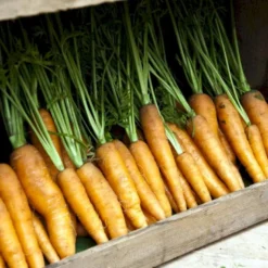 Vintergulerod 'Flakkée 2' Øko Daucus Carota L 'Flakkée 2' Frøpose, Antal Pr. Pakke, Ca. 75 Stk. -Osmome Butik p35450 54617 daucus carota l flakkee 2 61a6