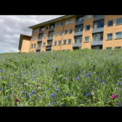 Dansk Blomsterblanding Til Varieret Jord Let It Bee - Color 15-20 M2