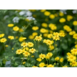 Dansk Blomsterblanding Til Varieret Jord Let It Bee - Color 15-20 M2 -Osmome Butik p35551 45785 let it bee color 58fe