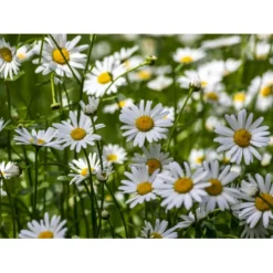 Dansk Blomsterblanding Til Varieret Jord Let It Bee - Color 15-20 M2 -Osmome Butik p35551 45786 let it bee color 3638