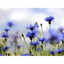 Dansk Blomsterblanding Til Varieret Jord Let It Bee - Color 15-20 M2 -Osmome Butik p35551 45787 let it bee color 6d4a