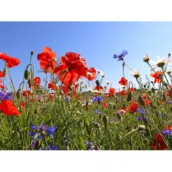 Dansk Blomsterblanding Til Varieret Jord Let It Bee - Color 15-20 M2 -Osmome Butik p35551 45788 let it bee color e287