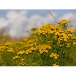 Dansk Blomsterblanding Til Varieret Jord Let It Bee - Color 15-20 M2 -Osmome Butik p35551 45789 let it bee color 2040