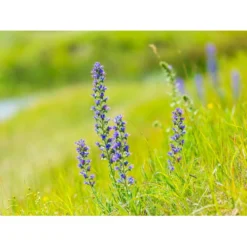 Dansk Blomsterblanding Til Varieret Jord Let It Bee - Color 15-20 M2 -Osmome Butik p35551 45790 let it bee color a9c8