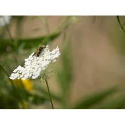 Dansk Blomsterblanding Til Varieret Jord Let It Bee - Color 15-20 M2 -Osmome Butik p35551 45791 let it bee color 264a