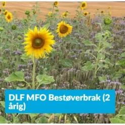 Bestøverbrak 2-årig DLF MFO Bestøverbrak 2-årig 15 Kg
