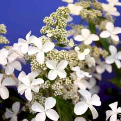 Kompakt Syrén-Hortensia 'Petit Star' Hydrangea Paniculata 'Petit Star' Potte 3,0 Liter,- 30-40 Cm. -Osmome Butik p35747 47368 hydrangea paniculata petit star 0d8a