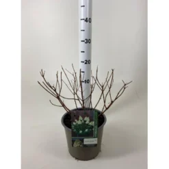 Syrén-Hortensia 'Polar Bear' Hydrangea Paniculata 'Polar Bear' Potte 3,0 Liter,- 30-40 Cm.