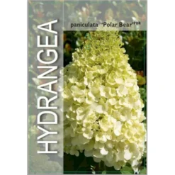 Syrén-Hortensia 'Polar Bear' Hydrangea Paniculata 'Polar Bear' Potte 3,0 Liter,- 30-40 Cm. -Osmome Butik p35748 38372 image d8df