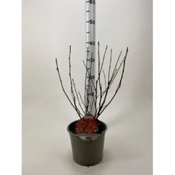 Blærespiræa 'Diable DOr' Physocarpus Opulifolius 'Diable DOr' Potte 3,0 Liter,- 30-40 Cm.