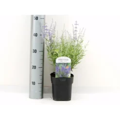 Russisk Salvie 'Lacey Blue' Perovskia Atriplicifolia 'Lacey Blue' Potte 2 Liter.